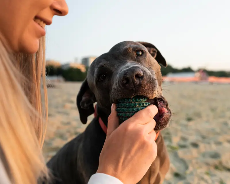 How to entertain a dog: simple DIY toys for adult dogs
