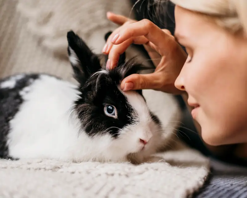 The ideal cage for a rabbit: what to look for in zooshops