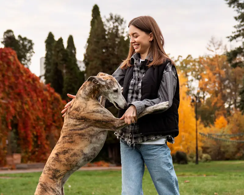 A small contribution is a big deal: how to help stray animals seen on the street?