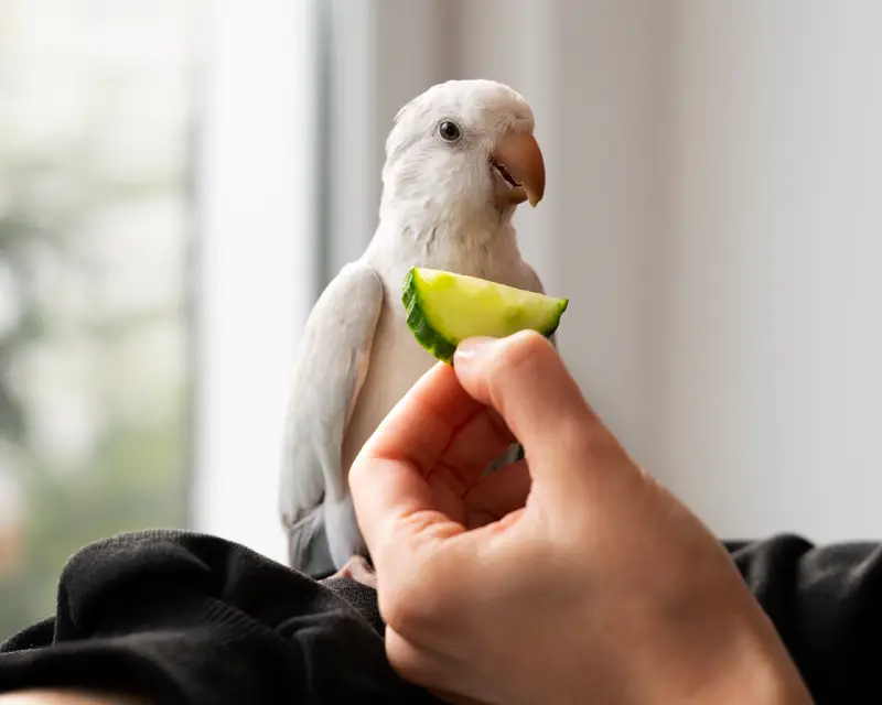 What a parrot should eat every day