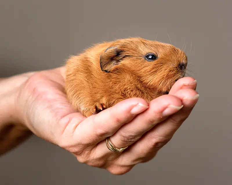 How much does a hamster sleep and when is it best not to disturb it?