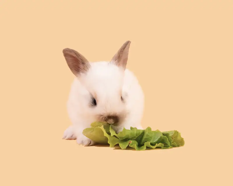 What is best for your pet? Should I choose dry or wet food? How do I choose treats?