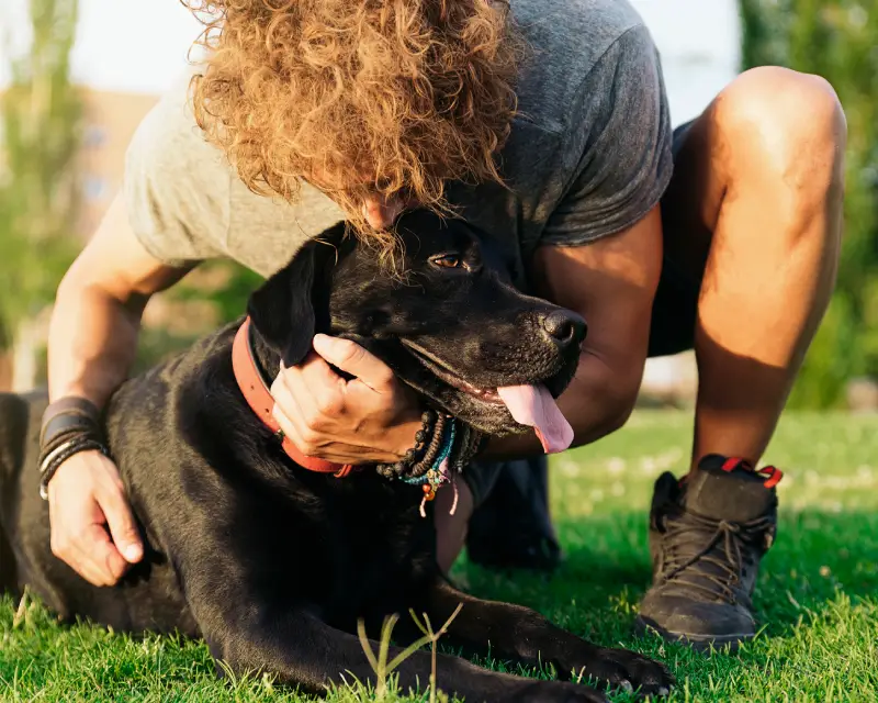 Clean ears are a happy animal: how to properly maintain hygiene