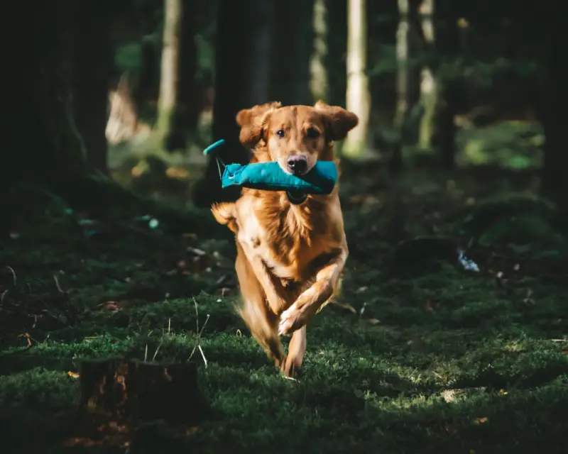 How to choose the right toy for your dog
