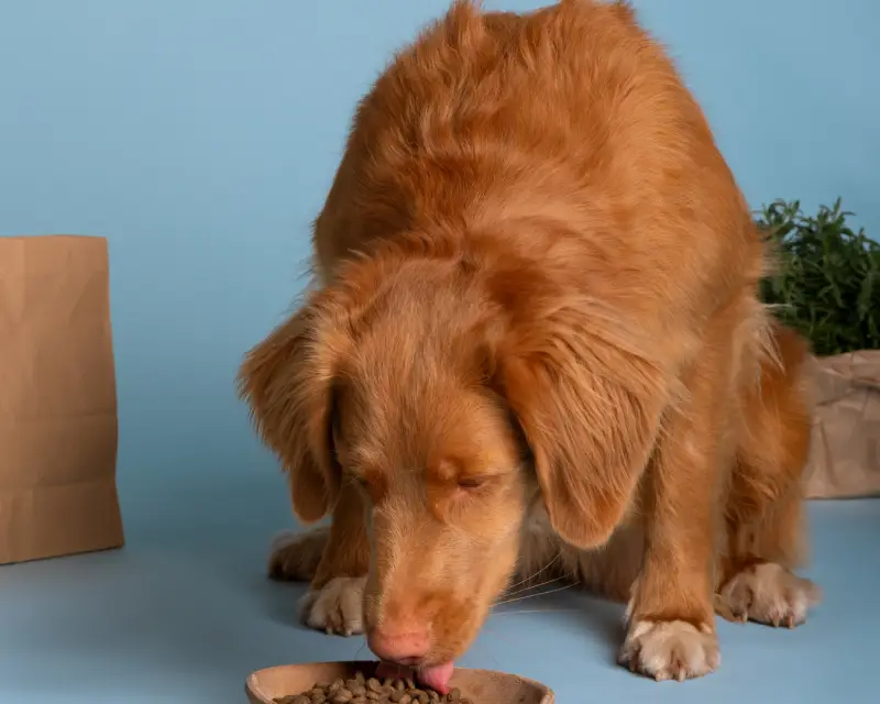 Should I choose dry or wet food?