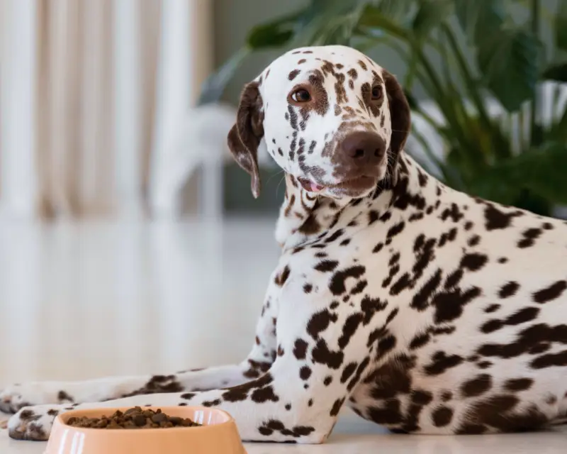 How to keep your pet occupied